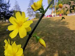 -铁山坪森林公园