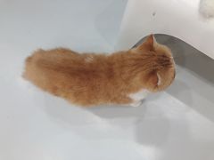 -糯米喵星人·撸猫猫舍咖啡馆(西市场嘉华店)