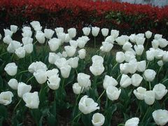 郁金香-上海鲜花港