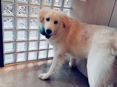 -尤加利咖啡馆