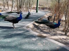 -新疆天山野生动物园