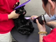 -PETKIT小佩宠物·低压洗护(国顺东路店)