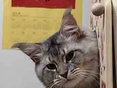 -十年猫舍·猫咪专门店(普陀店)