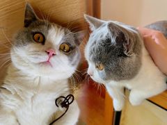 小葫芦-猫在这儿猫咪咖啡馆·撸猫馆