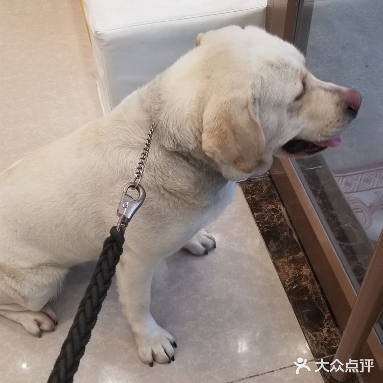 为什么狗狗要定期洗澡