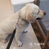 为什么狗狗要定期洗澡