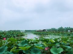 -白洋淀景区