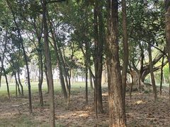 -紫马岭公园