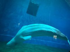 -芜湖新华联大白鲸海洋公园