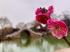 -扬州狮子楼·非遗淮扬菜(总店)