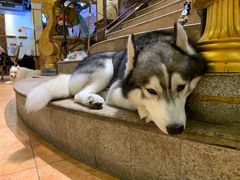 -more than meow吴止猫主题餐厅(承德 中船汇店)