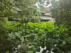 -桂湖森林公园