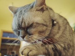 -猫色咖啡·猫咖
