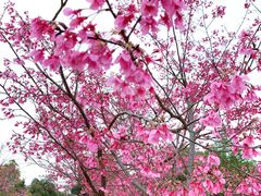 -五龙客家风情园