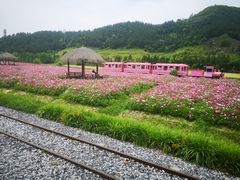 -径山花海