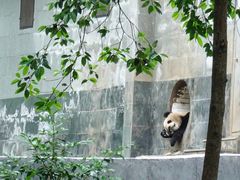 -中国大熊猫保护研究中心雅安碧峰峡基地