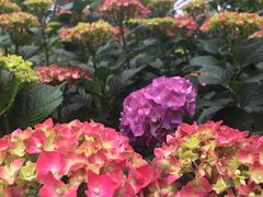 -秀丽东方