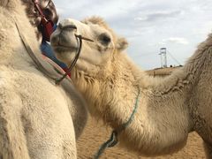 -银肯塔拉沙漠生态旅游景区