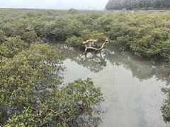 -北海金海湾红树林生态旅游区