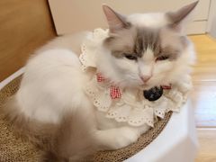 -啵啵喵·猫咖(攀华国际店)