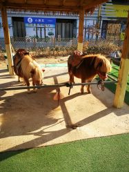 -萌宠亲子动物乐园(槐房万达店)