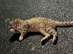 -伟伟宠物医院·瑞派猫友好医院·猫科(光谷店)