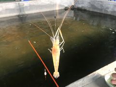 -会江钓鱼钓虾烧烤场