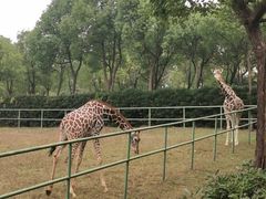-合肥野生动物园
