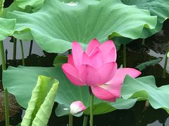 -荷塘月色湿地公园·向阳花洲