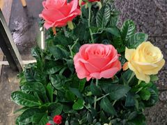 -大师傅金奖啤酒鱼(西街口总店)