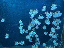 -Zoolung Zoolung动物主题公园(海信广场店)