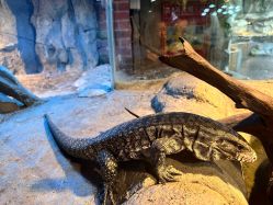 -Zoolung Zoolung动物主题公园(海信广场店)