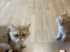 -唐小姐の私宠·宠物洗护美容·撸猫馆·购宠(周浦万达旗舰店)