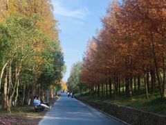 -上海长兴岛郊野公园