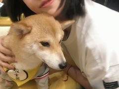 -逗柴咖啡屋·狗咖猫咖宠物桌游