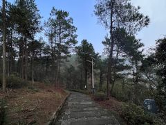 -铁山坪森林公园