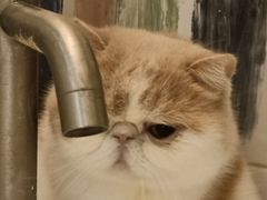 -滚猫咖啡·猫咖·猫友好撸猫(未来城店)