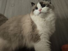 -唐小姐の猫狗洗护·购宠旗舰店(周浦万达店)