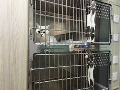 -半岛宠物医院24小时(科华中路店)
