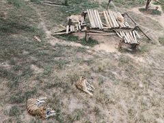 -泉州海丝野生动物世界