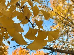 -三里屯东五街银杏大道