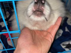 -翊宠yipet猫狗购宠庄园犬舍•猫舍