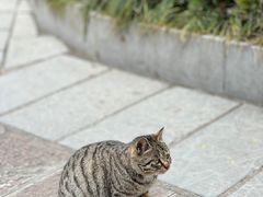 -猪脑壳凉面(武陵源店)