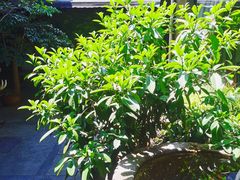 -白鹭原茶艺馆