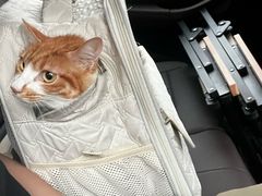 -四月宠物医院·猫专科·心脏专科·内科(转塘店)
