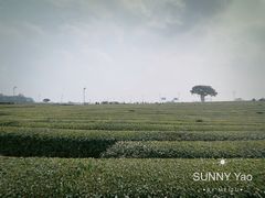-雪绿茶博物馆