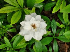 -浙江西子宾馆·瑶园咖啡厅