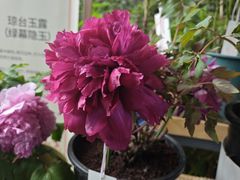-花之城
