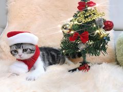-lincat·猫舍(广州店)