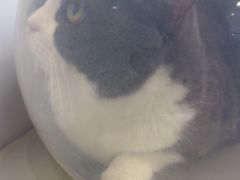 -瑞派康怡24h宠物医院·犬猫医疗中心·微创绝育(瑞景分院)